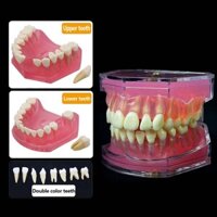 Mô Hình Nha Khoa Có Thể Tháo Rời Răng Hàm Typodont Mềm Kẹo Cao Su Trưởng Thành Tiêu Chuẩn Nha Khoa Giảng Dạy Học Mô Hình Răng