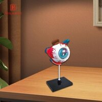 Mô hình nhãn cầu con người Mô hình giải phẫu Chức năng nhãn cầu Đồ chơi mô hình 4D Tháo rời để học Khoa học Lớp học sinh