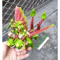 Mô hình nhân vật Rồng 2 đầu màu xanh lá kèm nhân vật trong phim "Bí Kíp Luyện Rồng"