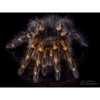 Mô hình nhện tarantula golden knee các kích thước