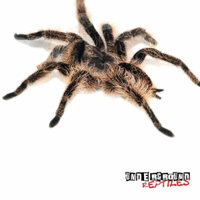 Mô hình nhện tarantula curlyhair honduras