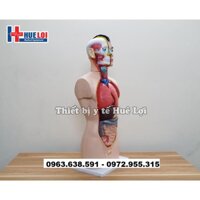 MÔ HÌNH NỘI TẠNG CƠ THỂ NAM 85CM