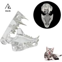 Mô hình răng chó SKJK, Răng nhựa động vật nha khoa có thể tháo rời giáo dục, Bề mặt nhẵn trong suốt cho chó mèo Thỏ cấu trúc chính xác Cat Clear Typodont Clinic