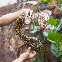 Mô Hình Rồng màu đồng vàng cổ nhựa sinh học Cử Động Khớp Linh Hoạt in 3D