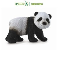 Mô hình thu nhỏ Gấu Trúc con - Giant Panda Cub  - Standing, hiệu CollectA, mã HS 965122188167 -  Chất liệu an toàn cho trẻ - Hàng chính hãng