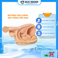 mô hình thực hành đặt thông tiểu nam, mô hình thông tiểu nam, mô hình giải phẫu sinh dục nam