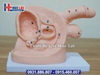 Mô hình thực hành đặt thông tiểu nam