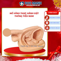 mô hình thực hành đặt thông tiểu nam, mô hình giải phẫu bộ phân sinh dục nam, mô hình sinh dục nam