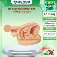 mô hình thực hành đặt thông tiểu nam, mô hình thông tiểu nam, mô hình giải phẫu sinh dục nam