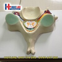 Mô hình thực hành nghiên cứu tủy sống cắt ngang