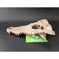 Mô hình trang trí sọ cá sấu cho chuồng nuôi