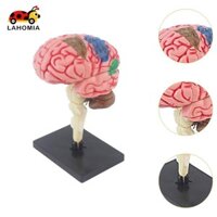 Mô hình trí não con người, Mô hình hiển thị hình bàn, Mô hình giải phẫu, Lớp học tháo rời 4D, Học sinh, Sinh học