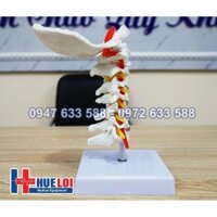 Mô Hình Xương Cột Sống Cổ