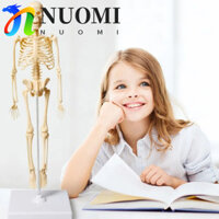 Mô hình xương NUOMI, Khớp xương DIY Mô hình cơ thể con người, Giảng dạy Giáo dục Có thể tháo rời Hội mô hình cơ thể con người Dụng cụ giảng dạy