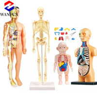 Mô hình xương RADIANTEDGE, Khớp xương có thể tháo rời của mô hình cơ thể con người, Giảng dạy DIY Hội giáo dục Mô hình cơ thể con người Sinh viên