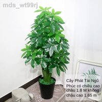 ✸Mô phỏng cây tài lộc kim tiền trang trí nội thất chậu nhựa giả phòng khách xanh lớn tầng cảnh