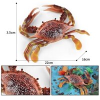 Mô phỏng cua lớn mô hình cua bơi đồ chơi ẩn sĩ cua hoàng đế cua Trung Quốc móng ngựa cua sinh vật biển cua đồ chơi cua