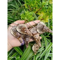 Móc đầu, bàn tay cá sấu nguyên thuỷ