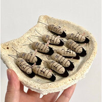 móc khoá hình con gián