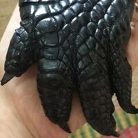 Móc khoá tay cá sấu.