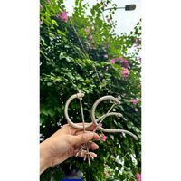 Móc treo lồng chim chào mào móc Inox lồng chào mào, móc chào mào gập đẹp - Phụ Kiện Lồng Chim 986