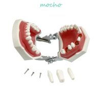 Mocho Demo Răng có thể tháo rời, Mô hình răng nha khoa có thể tháo rời bằng nhựa, Đào tạo đa năng Nghiên cứu 28 răng Nha khoa Nha khoa Mẫu Typodont Kỹ thuật viên nha khoa