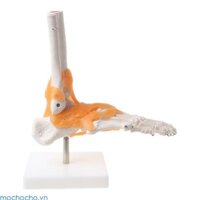 Mochocho 1 1 Bộ xương người Mô hình con người Khớp giải phẫu y tế Dây chằng mắt cá chân Giải phẫu