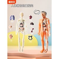 Model Giải Phẫu Người, Bộ Xương, Giải Phẫu Y Sinh, Cơ Thể, Cơ Quan Nội Tạng, Đồ Chơi Trẻ Em, Cơ Bắp