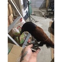 mồi bịp giả