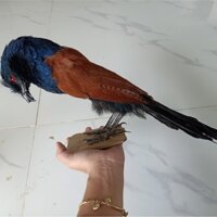 Mồi giả bìm bịp