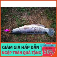 Mồi giả câu lure cá lóc - Nhái lắc Lucky Frog Flick 45 Colour (10gram)  Đồ Câu Giá rẻ