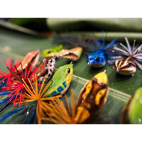 Mồi giả ếch Sen Jr mồi cứng - Lotus Frog