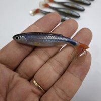 Mồi mềm cá lòng tong Thai Lan chuyên lure Flicker