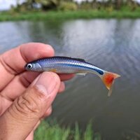 Mồi mềm cá lòng tong Thai Lan chuyên lure Flicker