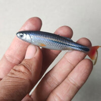 Mồi mềm lòng tong ( bịch 7 con ) - mồi câu cá lóc, chẽm