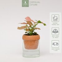 Môn Hồng x Chậu Tự Dưỡng Akira size 10 cm (đường kính) - Cây để bàn làm việc
