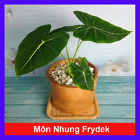 Môn Nhung Frydek ( Alocasia Frydek ) - Cây cảnh để bàn
