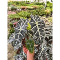 Môn quan âm (Alocasia Polly)