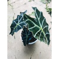 Môn Quan Âm lá viền  Alocasia Polly
