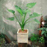 Môn Tai Phật | Alocasia Cuculata (hỏa tốc)