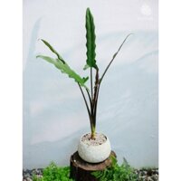 Môn Thiên Đường | Alocasia Lauterbachina (hỏa tốc)
