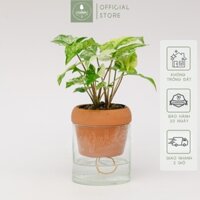 Môn Trắng x Chậu Tự Dưỡng Akira size 10 cm (đường kính) - Cây để bàn làm việc