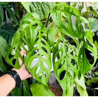 Monstera Esqueleto cây 7 lá, rễ khỏe mạnh
