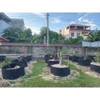 Một cuộn bầu ươm thông minh V6 khổ rộng 50cm dài 50m