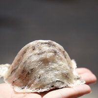 Một tổ Yến thô nhỏ nguyên chất