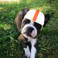 Mũ bảo hiểm đi xe đạp cho thú cưng DALTON, Mũ bảo hiểm cho chó chống gió siêu nhẹ, Phụ kiện thú cưng Dây đeo có thể điều chỉnh An toàn cho thú cưng thoáng khí Mũ bảo hiểm xe máy Xe đạp