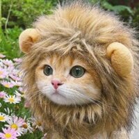 Mũ đầu sư tử cho mèo, mũ trang phục thú cưng, tai thỏ, mũ cho chó dễ thương, mèo con, mũ cho mèo American Shorthair màu vàng