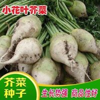 Mù tạt Hạt giống hoa lá mù tạt Hạt giống Hạt giống cay hạt giống Mùa Thu rau mùa