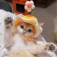 Mũ thú cưng kiểu Lolita, mũ che đầu cho mèo British Shorthair, mũ có vành gợn sóng, mũ đan cho chó 96503