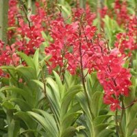 (Mua 10 tặng 1) Combo 10 cây lan Mokara giống